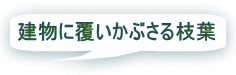 建物に覆いかぶさる枝葉 