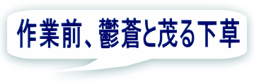 作業前、鬱蒼と茂る下草