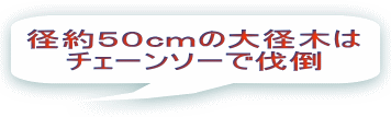 径約５０ｃｍの大径木は チェーンソーで伐倒 