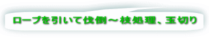  ロープを引いて伐倒～枝処理、玉切り 