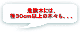 危険木には、 径３０ｃｍ以上の木々も、、、 