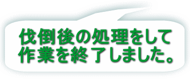 伐倒後の処理をして 作業を終了しました。 