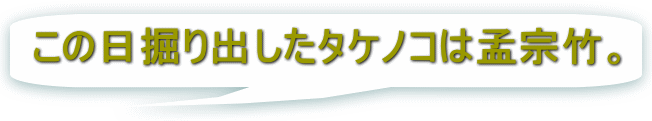 この日掘り出したタケノコは孟宗竹。 