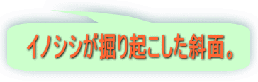 イノシシが掘り起こした斜面。 