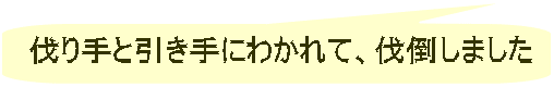 伐り手と引き手にわかれて、伐倒しました 