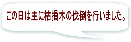 この日は主に枯損木の伐倒を行いました。 